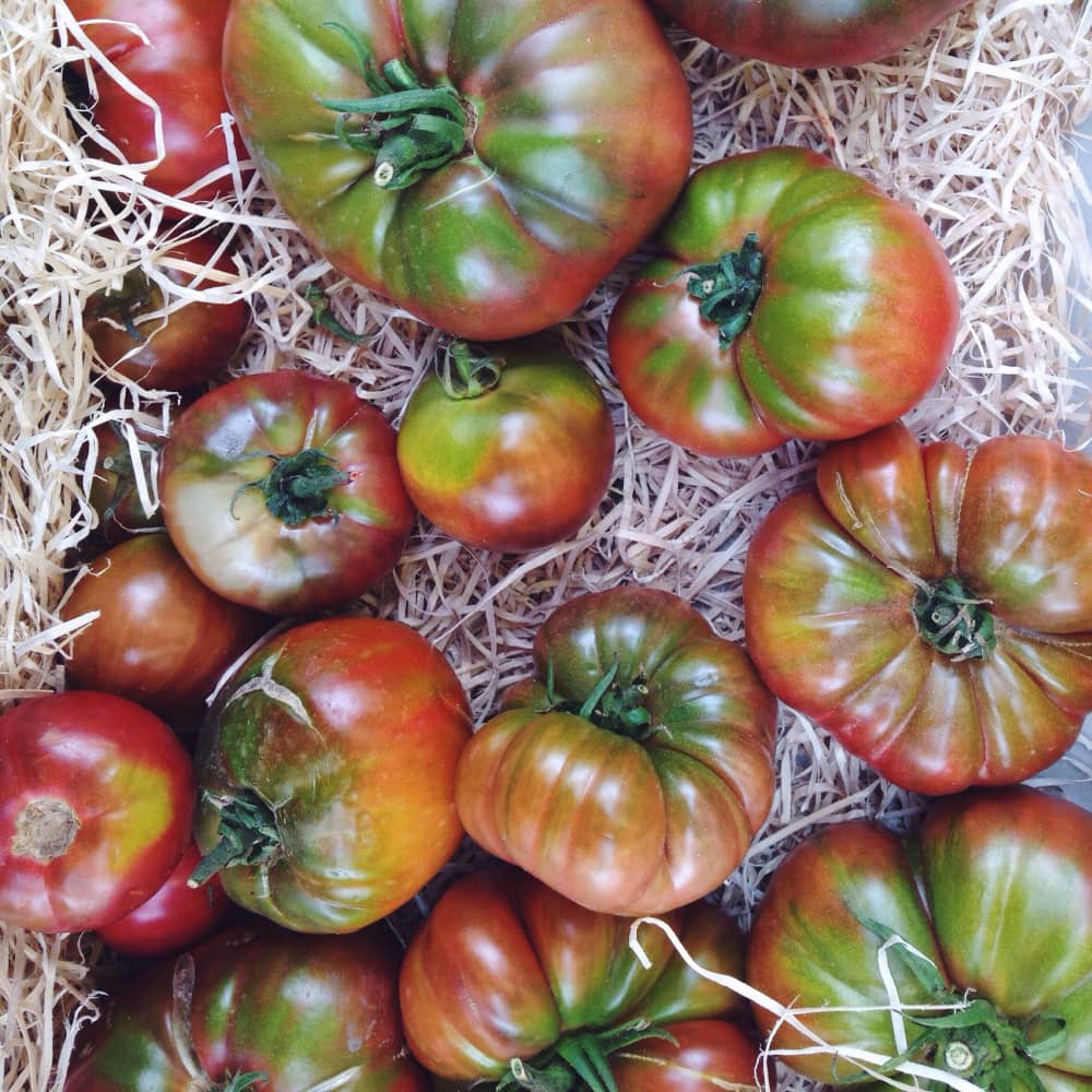 Tomate Buey - Imagen 2